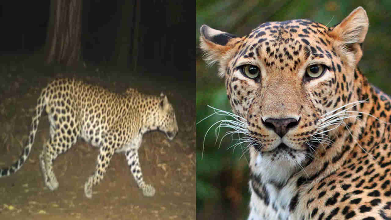 Leopard Attack: జనావాసాల్లో చిరుత పులి కలకలం.. బహిర్బుమికి వెళ్లిన బాలికపై దాడి..!