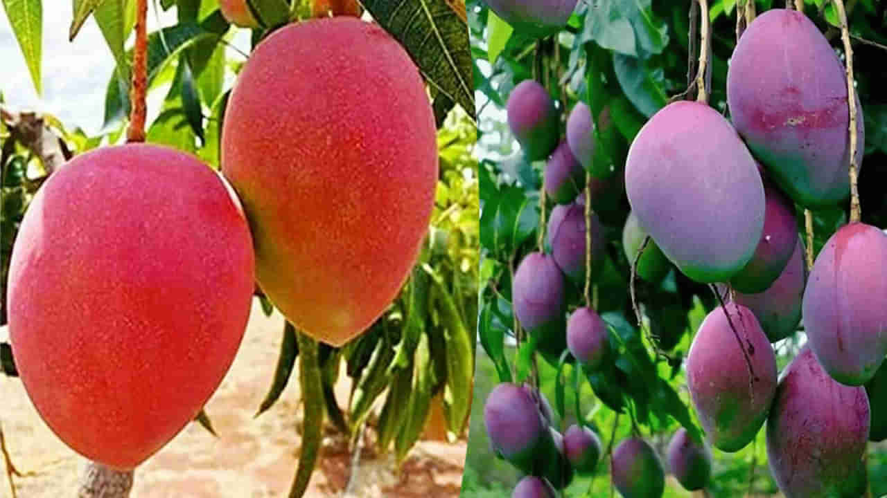 Variety Mango: జపాన్ మియాజాకికి భారత్‌లో మియాజ్కి ఒక్కటేనా.. అరుదైన మామిడి జాతి గురించి తెలుసుకోండి..