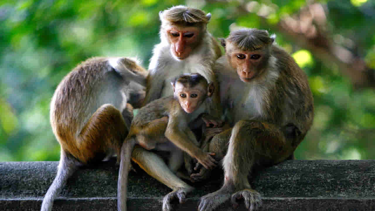 Monkeys: వామ్మో.. 30 రోజుల్లో 11 వందల క్వింటాళ్ల చక్కెర తినేసిన కోతులు.. ఎక్కడంటే!