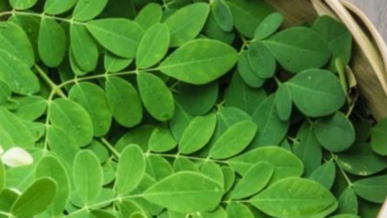 మునగ ఆకులోని యాంటీఆక్సిడెంట్లు మెదడు నరాల పని తీరును ఉత్తుజ పరిచి, వయస్సు-సంబంధిత క్షీణతను అరికట్టగలదు. జ్ఞాపకశక్తిని కూడా పెంచుతుందని తాజా అధ్యయనాలు చెబుతున్నాయి. ఇందులోని కాల్షియం, పొటాషియం, ఐరన్, జింక్ వంటి ఖనిజాలు అవసరమైన విటమిన్లు, ప్రోటీన్లు శరీరంలోని అనేక పోషకాల లోపాన్ని భర్తీ చేస్తుంది.