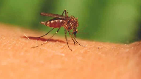 మలేరియాతో జర భద్రం.. ఈ జాగ్రత్తలతో అంతా పదిలం! వైరల్ ఫీవర్ను తగ్గించే ఇంటి చిట్కాలు ఇవే