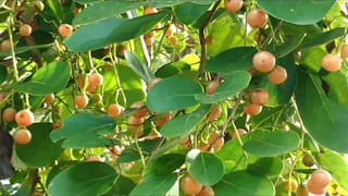 Date Seeds Benefits: వందల రోగాలను పోగొట్టే ఖర్జూరం.. విత్తనాలతో అద్దిరిపోయే లాభాలు.. ఇలా వాడితే