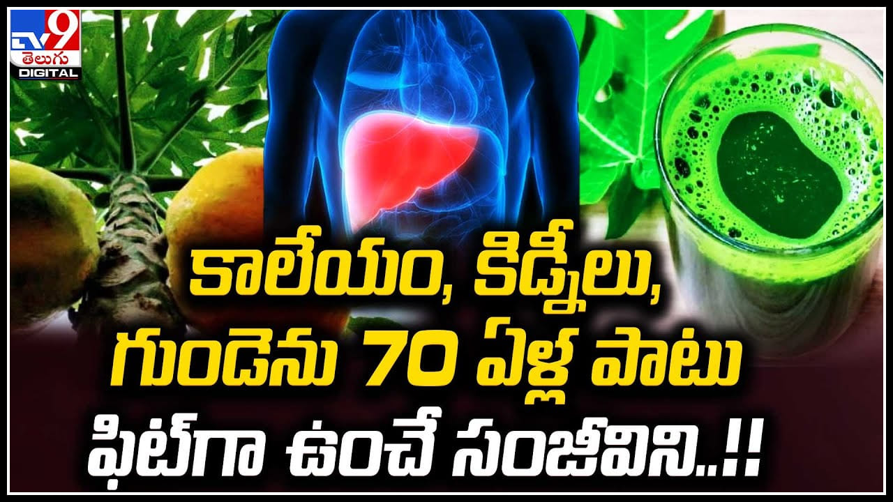 Papaya Leaves కాలేయం, కిడ్నీలు, గుండెను 70 ఏళ్లపాటు ఫిట్‌గా ఉంచే