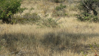 Viral: 42 ఎకరాల్లో అతిపెద్ద విల్లా.. ఫ్రీగా ఇచ్చేస్తున్నారోచ్.. త్వరపడండి మరి.!