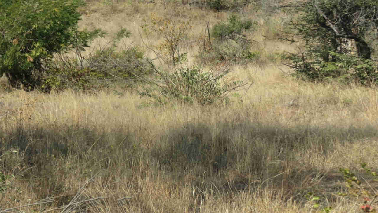 Photo Puzzle: మీ ఐ పవర్ ఏ రేంజిదంటే.? ఈ ఫోటోలో చిరుతను గుర్తిస్తే మీరే తోపులెహె..!