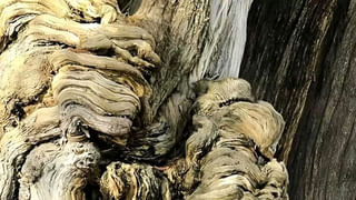 పిచ్చి పీక్ స్టేజ్.. బోల్తా పడిన కారు.. అంబులెన్స్ వచ్చే లోపు సెల్ఫీ తీసుకున్న గాయపడిన యువతులు ఎక్కడంటే