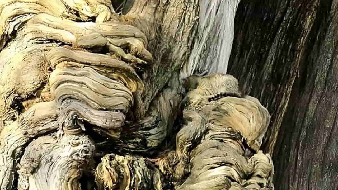 Photo Puzzle: హే మచ్చా.! మీరే తోపులైతే.. ఈ ఫోటోలోని పిల్లిని కనిపెట్టండి చూద్దాం..