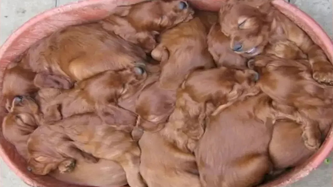 Photo Puzzle: కాస్కో భయ్యా.. ఈ ఫోటోలో ఎన్ని పప్పీస్ ఉన్నాయో చెప్పుకోండి చూద్దాం