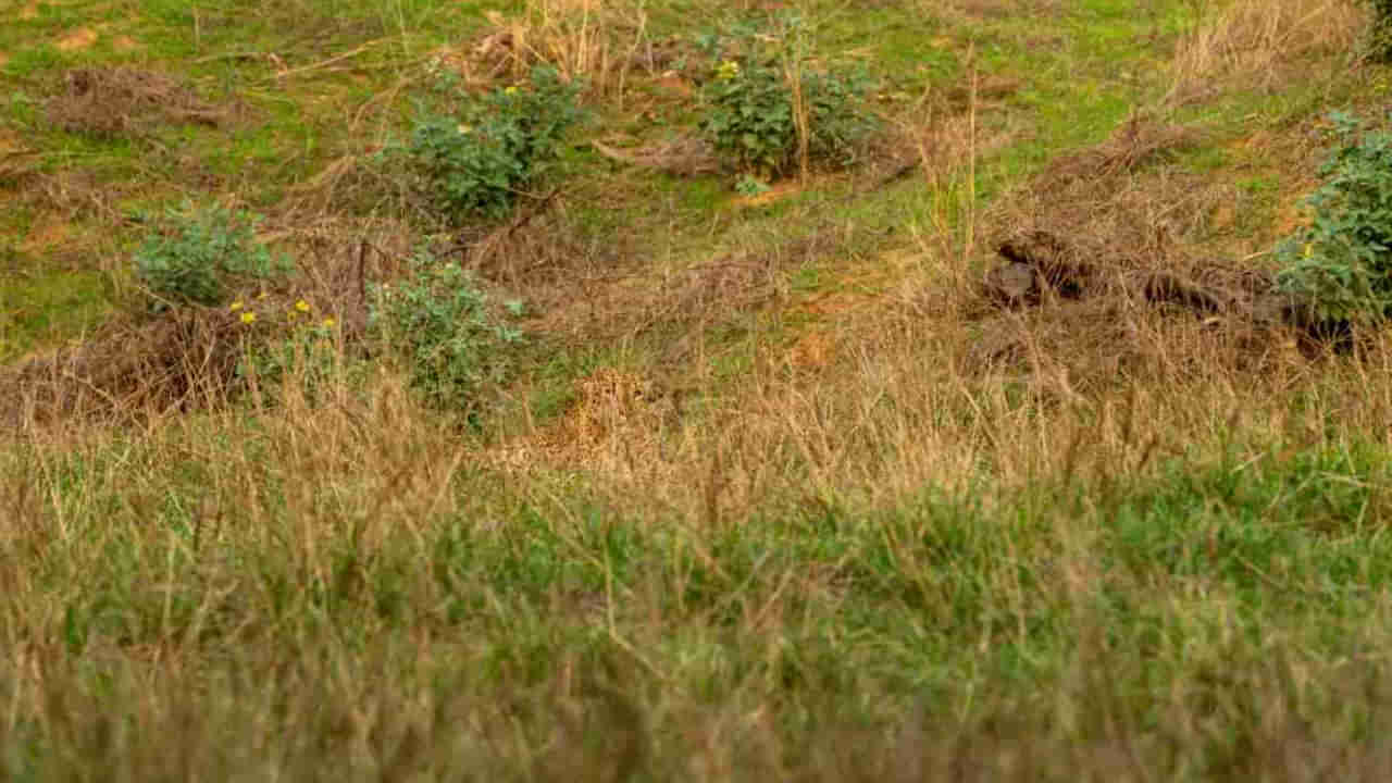 Photo Puzzle: మీ కంటి చూపులో పదునెక్కువా.? ఈ ఫోటోలో చిరుత ఎక్కడుందో కనిపెట్టండి.!