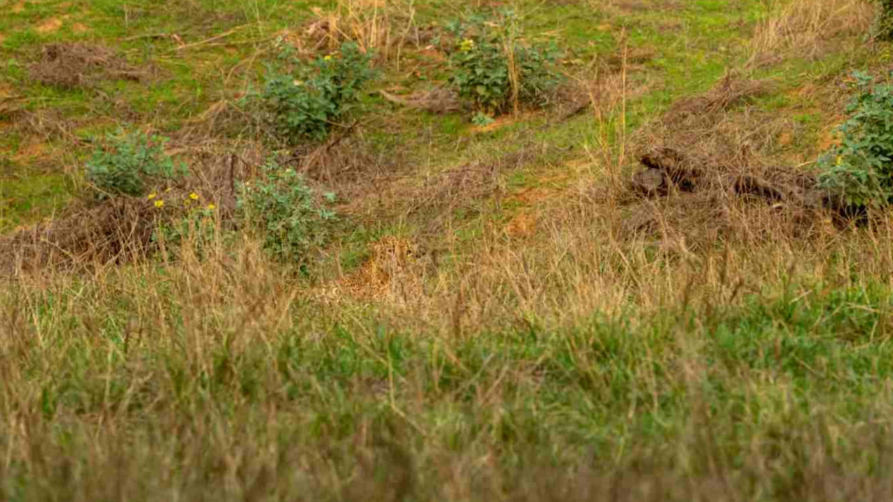 Photo Puzzle: మీ కంటి చూపులో పదునెక్కువా.? ఈ ఫోటోలో చిరుత ఎక్కడుందో కనిపెట్టండి.!