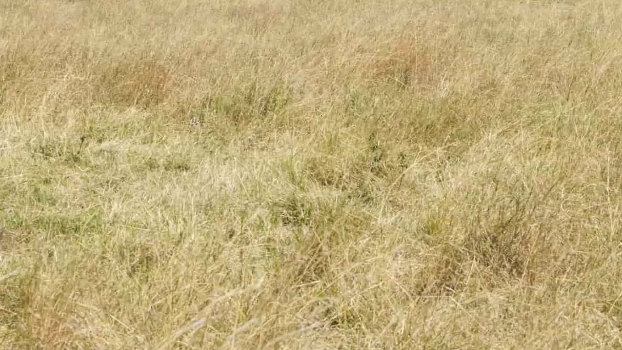 Photo Puzzle: దమ్మున్న పజిల్.! మీ వైపే చూస్తోన్న చిరుతను కనిపెట్టగలరా.? గుర్తిస్తే మీరే తోపు..