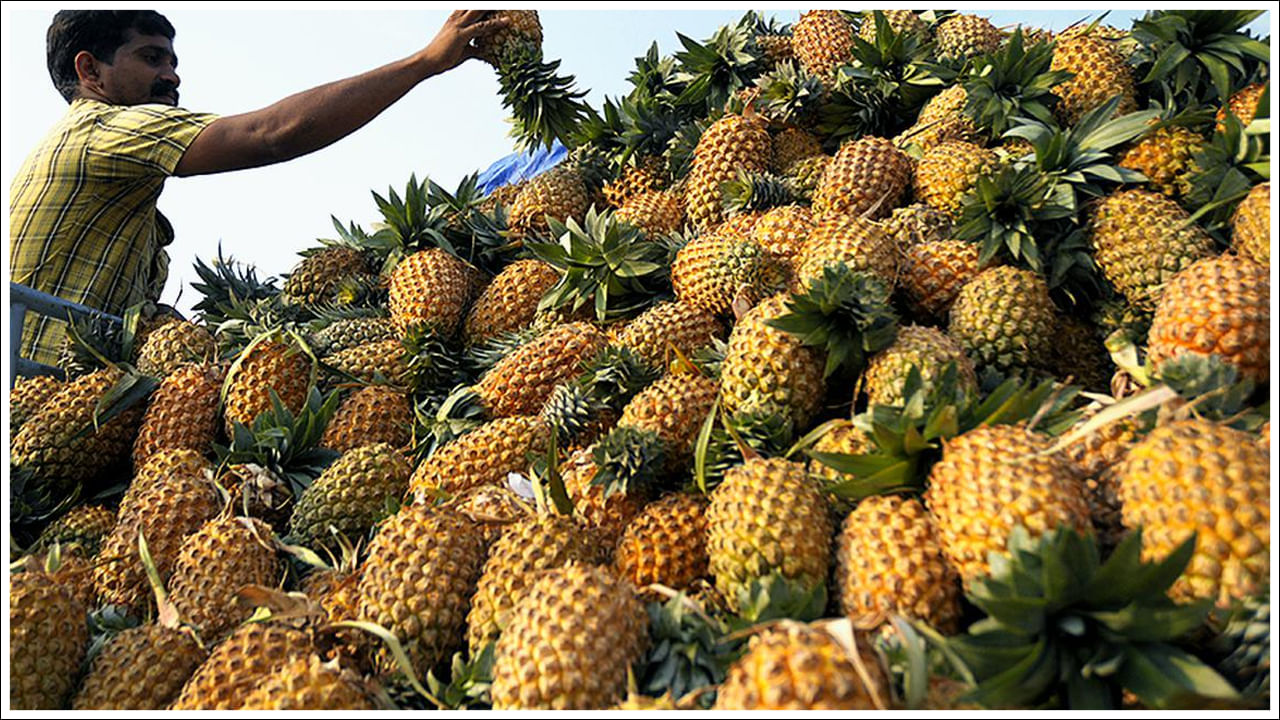 Pineapple Farming1