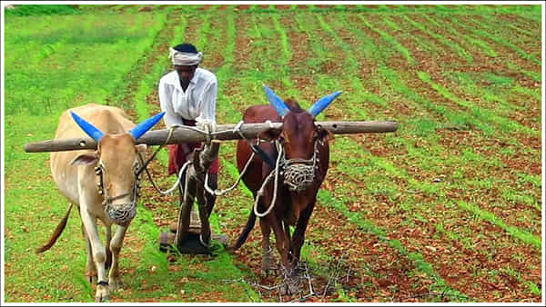 PM Kisan: రైతులకు అలర్ట్.. ఈ తప్పులు చేశారా? ఐతే మీకు పీఎం కిసాన్ డబ్బులు రావు