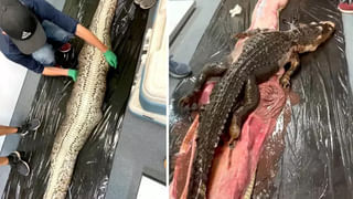 Viral Photo: కనిపెడితే తోపులే.. ఈ ఫోటోలో చిరుత ఎక్కడ నక్కి ఉందో చెప్పగలరా..?