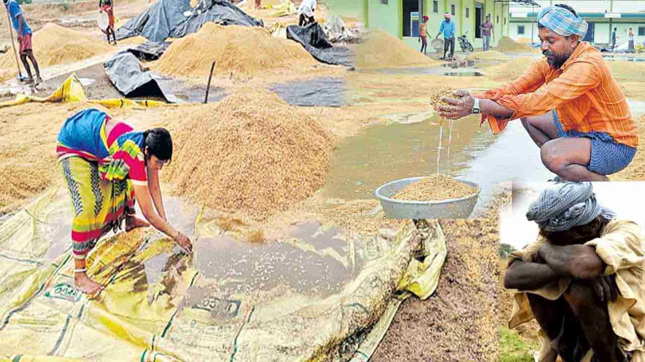 Rain Effect: దంచి కొడుతున్న వానలు.. ఆగమైన అన్నదాతలు.. పంటలకు ఊహించని నష్టం..