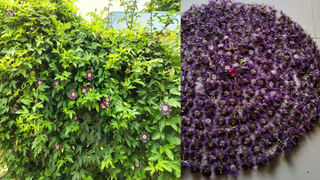 AP Election Results: ‘ఏ పార్టీ అధికారంలోకి వస్తుంది’.. కాయ్ రాజా కాయ్.. రూ.లక్షకు 5 లక్షలు..!