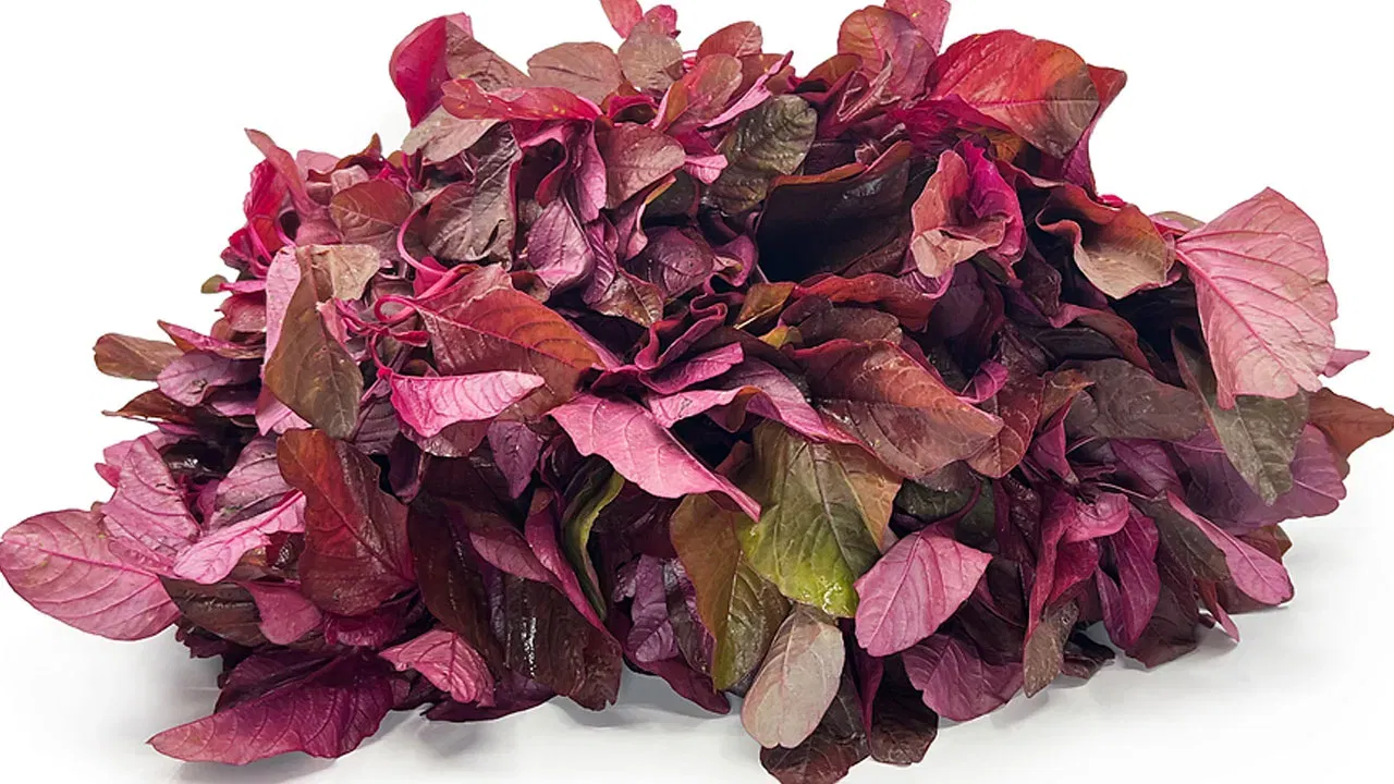 డయాబెటీస్ ఉన్నవారు ఈ ఎర్ర తోట కూర తింటే రక్తంలో.. షుగర్ లెవల్స్ అనేవి కంట్రోల్ అవుతాయి. కంటి సమస్యలను తగ్గించి.. కంటి ఆరోగ్యాన్ని మెరుగు పరుస్తుంది. క్యాల్షియం కూడా మెండుగా లభిస్తుంది. కాబట్టి ఎముకల ఆరోగ్యం కూడా చక్కగా ఉంటుంది.
