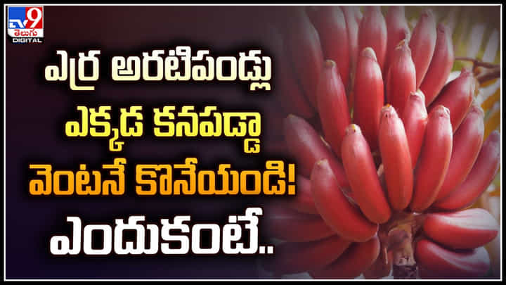 Red Banana: ఎర్ర అరటిపండ్లు ఎక్కడ కనపడ్డా వెంటనే కొనేయండి.. ఎందుకంటే.? Red Banana: ఎర్ర అరటిపండ్లు ఎక్కడ కనపడ్డా వెంటనే కొనేయండి.. ఎందుకంటే.?