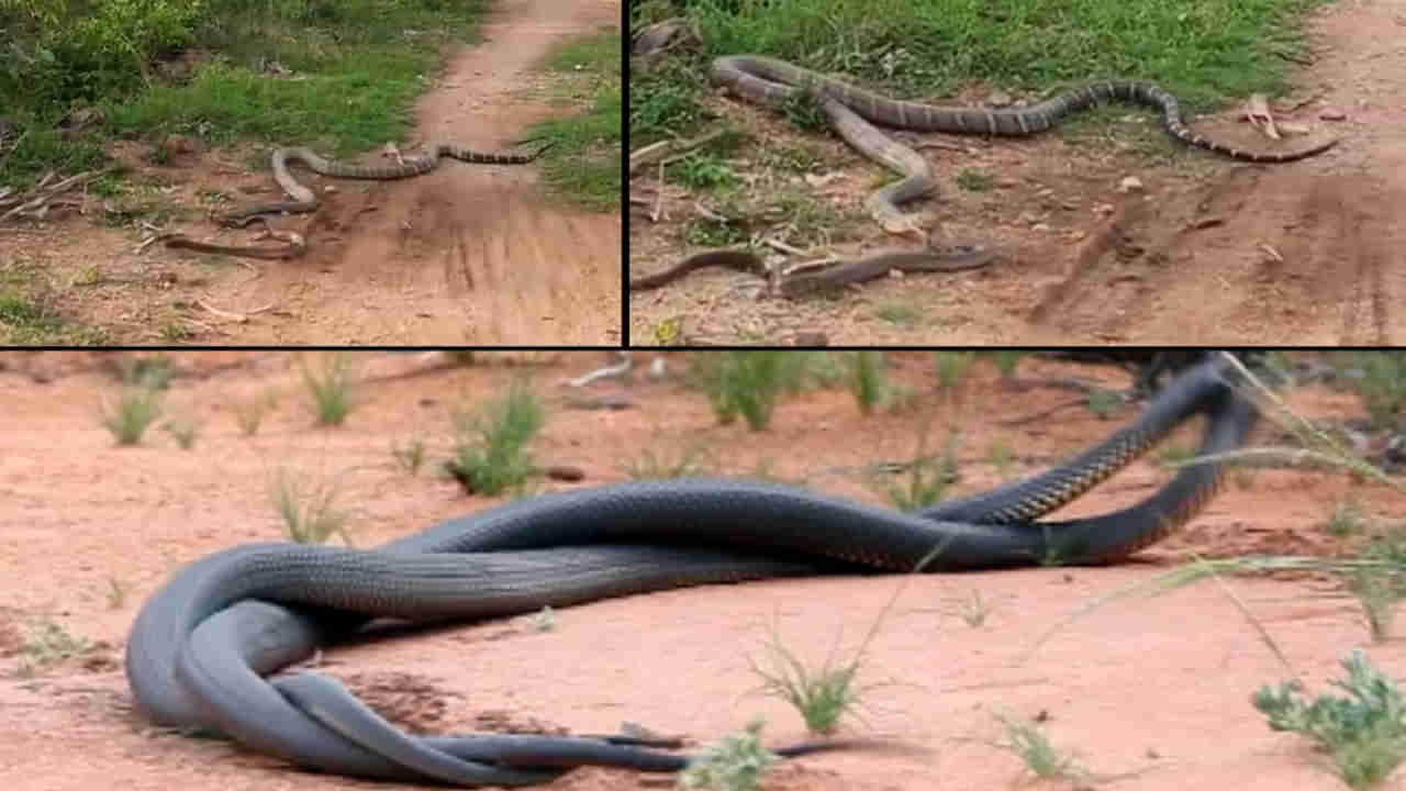 Viral Video: జెర్రిగొడ్డును అమాంతం మింగేసిన కింగ్ కోబ్రా.. వీడియో చూస్తే వెన్నులో వణుకే