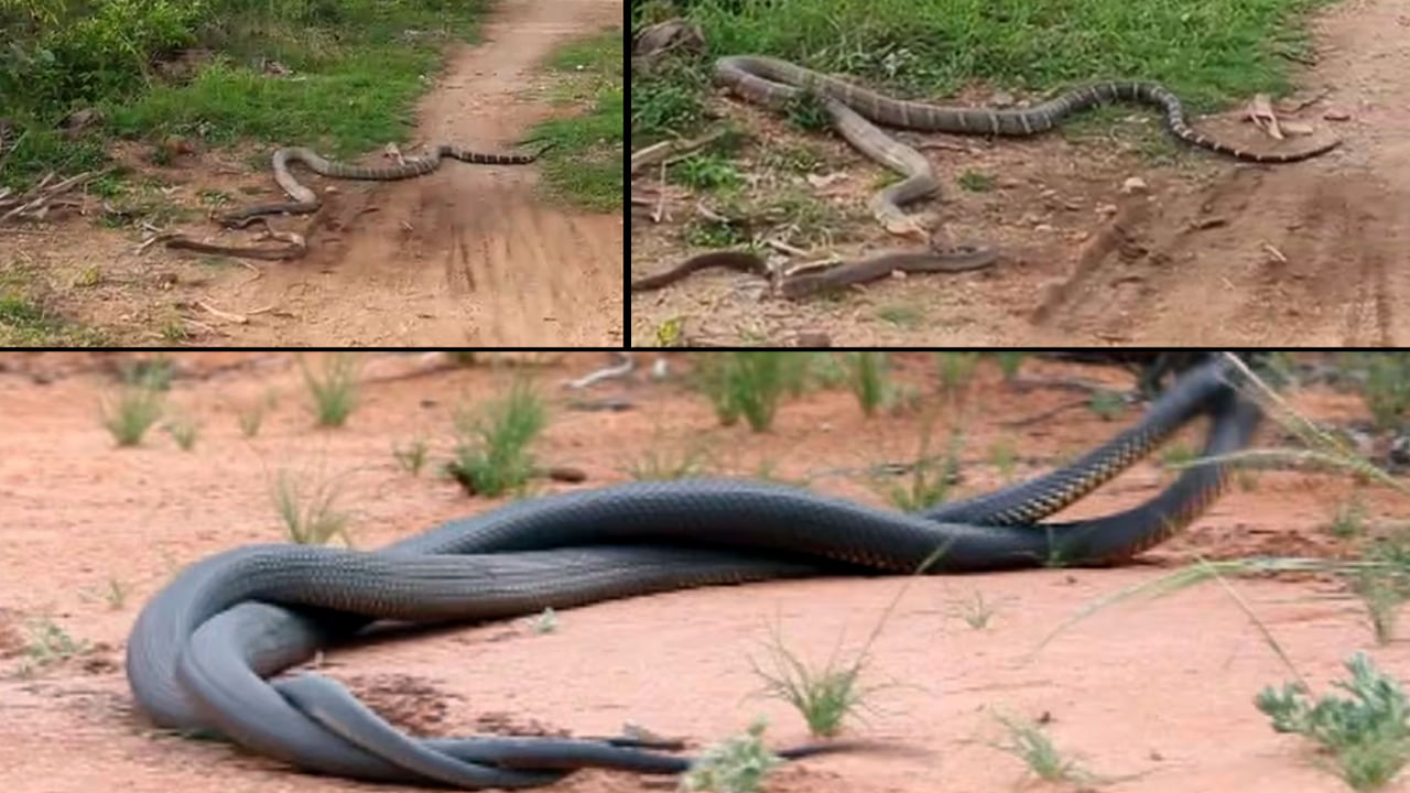 Viral Video: జెర్రిగొడ్డును అమాంతం మింగేసిన కింగ్ కోబ్రా.. వీడియో చూస్తే వెన్నులో వణుకే