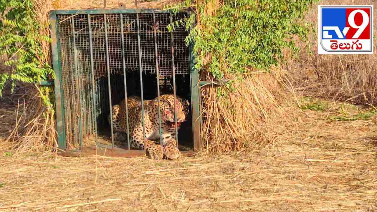 Cheetah: శంషాబాద్‌ ఎయిర్‌పోర్టులో చిరుత హల్చల్..  ఐదు రోజుల తర్వాత బోన్‌లో చిక్కిన చిరుత