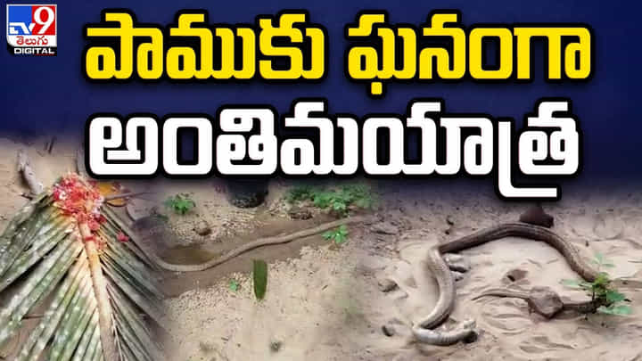 చనిపోయన పాముకు ఘనంగా అంతిమయాత్ర చనిపోయన పాముకు ఘనంగా అంతిమయాత్ర