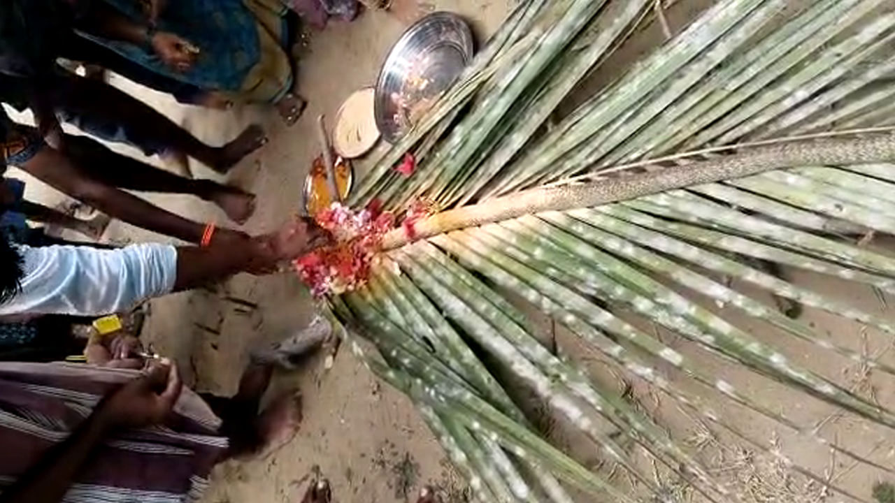Watch Video: పాముకు దహన సంస్కారాలు.. మనుషుల మాదిరే పూజాది కార్యక్రమాలు, ఊరేగింపు