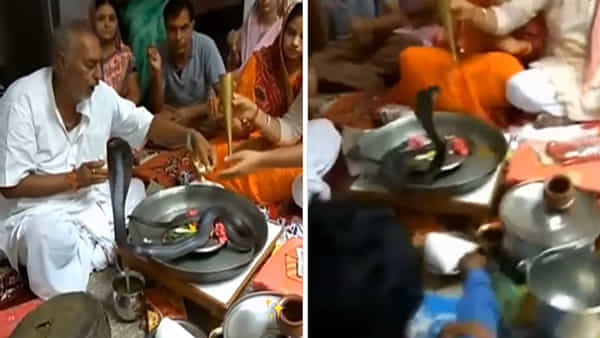 కింగ్ కోబ్రాకి రుద్రాభిషేకం చేస్తున్న ఫ్యామిలీ.. కాటు వేయబోయినా వెనక్కి తగ్గితే ఒట్టు..!