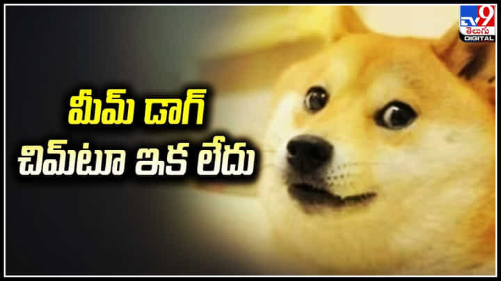 Meme Dog: మీమ్ డాగ్ 'చిమ్టూ' ఇక లేదు.. Meme Dog: మీమ్ డాగ్ 'చిమ్టూ' ఇక లేదు..