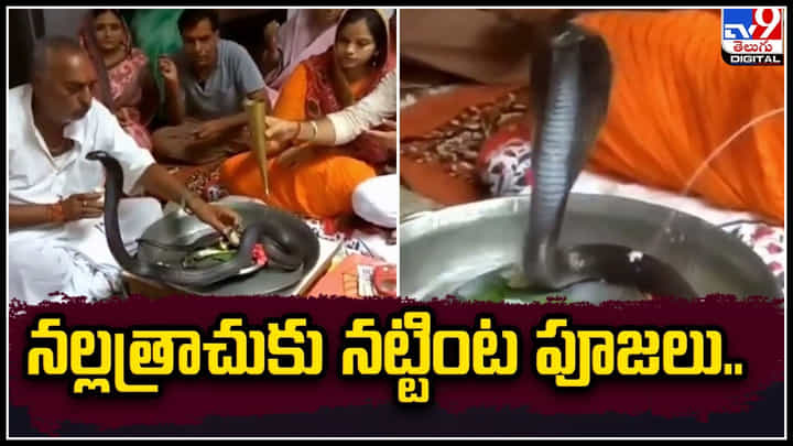 Black Cobra: నట్టింట్లో నల్లత్రాచుకు ప్రత్యేక పూజలు.! వీడియో వైరల్.. Black Cobra: నట్టింట్లో నల్లత్రాచుకు ప్రత్యేక పూజలు.! వీడియో వైరల్..