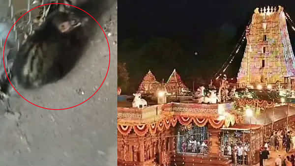 శ్రీశైలం క్యూలైన్లో కనిపించిన అరుదైన జంతువు.. వింతగా చూసిన భక్తులు.. వీడియో