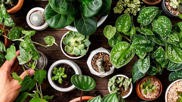 Summer Plant Care: వేసవిలో ఇండోర్ మొక్కలను ఈ సింపుల్ టిప్స్ తో సంరక్షించండి