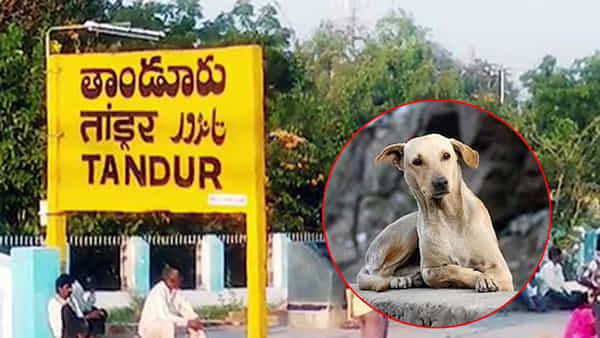 ఊహకందని దారుణం.. ఐదు నెలల పసికందు ప్రాణాలను మింగేసిన పెంపుడు కుక్క..