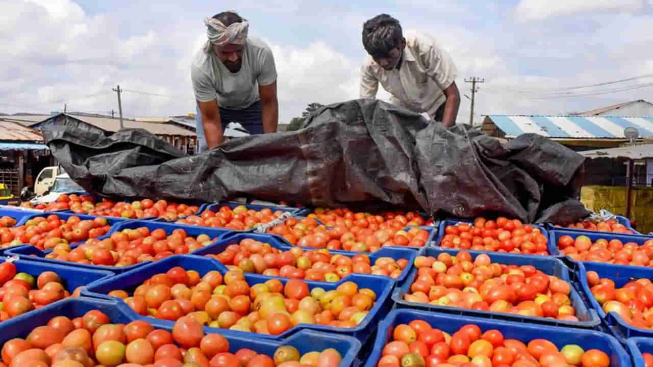 AP News: పైనుంచి చూస్తే టమాటా పెట్టెలే.. లోపల చెక్ చేయగా...