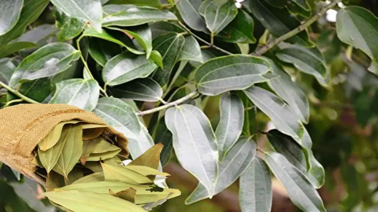 ఇంటికి సంబంధించిన వస్తువుల విషయంలో కూడా వాస్తు శాస్త్రం అనేది వర్తిస్తుంది. ఎన్నో నియమాలు వాస్తు శాస్త్రంలో వివరించబడ్డాయి. వాస్తు శాస్త్రం ప్రకారం.. కొన్ని విషయాలు పాటించడం వల్ల చాలా సమస్యలను అధిగమించవచ్చు. అలాగే ఇంట్లో బిర్యానీ ఆకులు కాల్చడం వల్ల ఎలాంటి ఇబ్బందుల్ని తొలగించుకోవచ్చో తెలుసుకుందాం.
