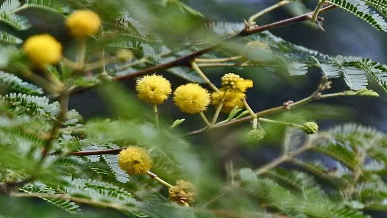 బబుల్ జాకికి చెందిన మొక్కలు కూడా ఇంట్లో లేదా ఇంటి ఆవరణలో పెంచుకోవడం మంచి కాదు. ఈ మొక్కల వల్ల ఇంటి యజమాని సంపాదనపై ఎఫెక్ట్ పడుతుంది. దీని వల్ల ఆర్థిక నష్టాలు చవిచూడాల్సి వస్తుంది.
