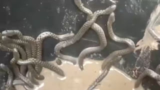 Viral: ఒడ్డుకు కొట్టుకొచ్చిన వింత ఆకారం.. ఆరా తీస్తే వెలుగులోకి అదిరిపోయే నిజాలు.!