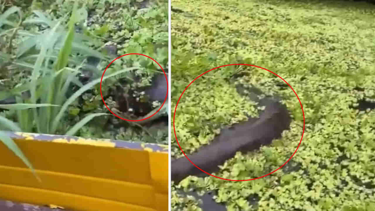 Viral Video: నీటిలో తేలియాడుతున్న మిస్టరీ ఆకారం.. చేప అనుకునేరు.. చూస్తే హడల్!