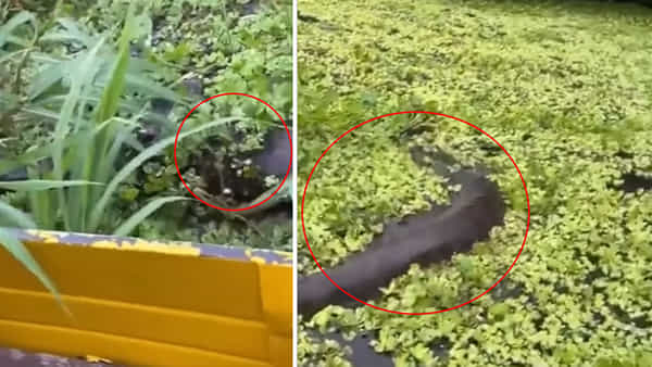 Viral Video: నీటిలో తేలియాడుతున్న మిస్టరీ ఆకారం.. చేప అనుకునేరు.. చూస్తే హడల్!