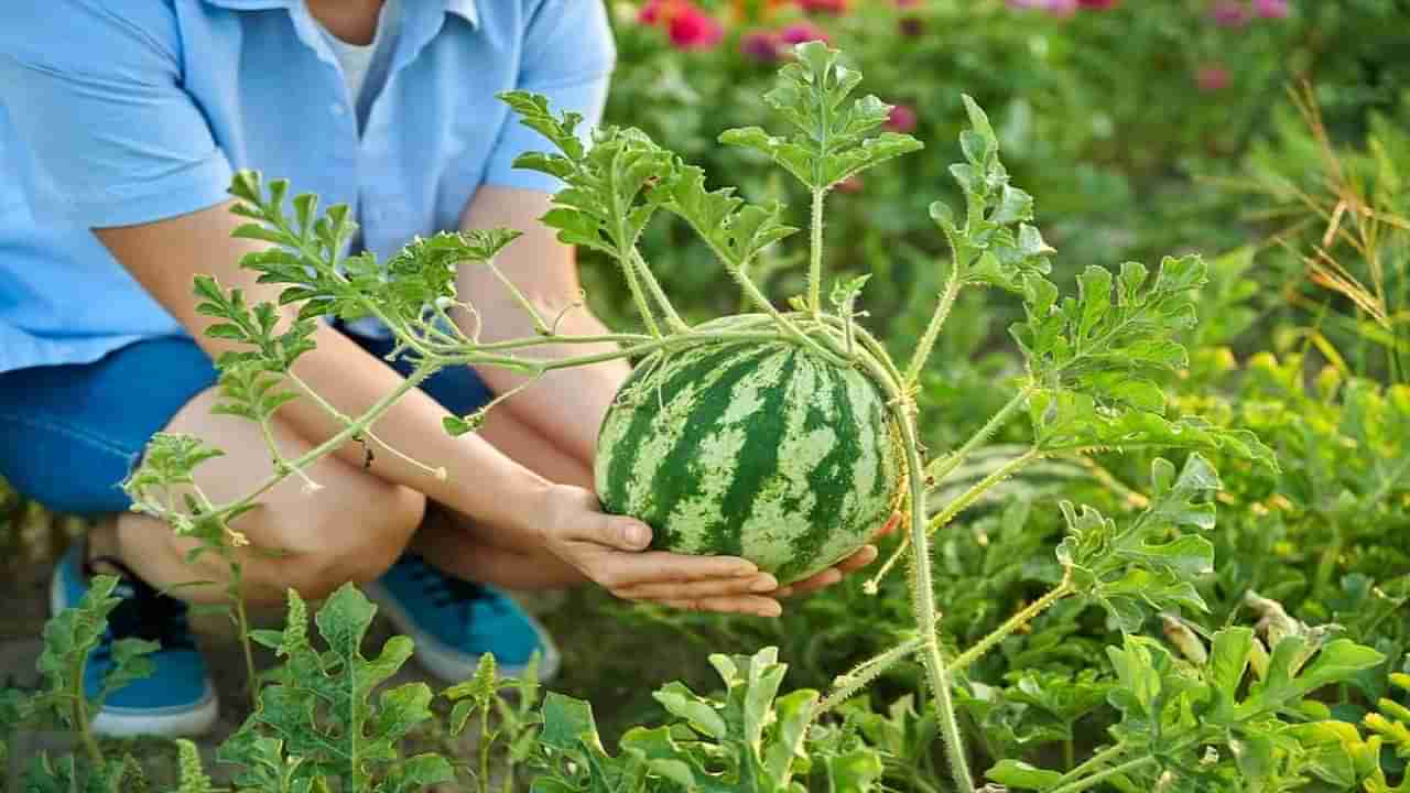 Watermelon Cultivation: ఒక్క ప్రయోగంతో మూడింతల దిగుబడి.. పుచ్చకాయ రైతు వినూత్న ఆలోచన