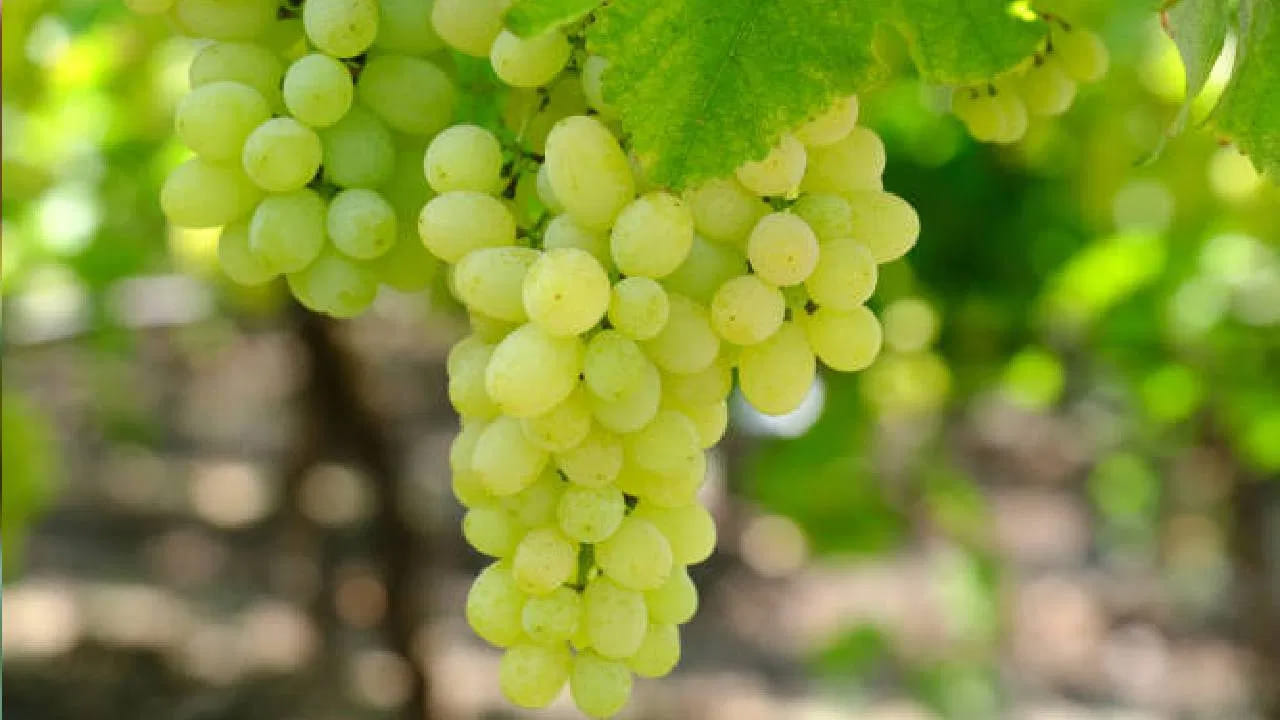 ఈ మధ్య కాలంలో ప్రతి ఒక్కరూ పండ్ల నుంచి ఆరోగ్యాన్ని కాపాడుకుంటున్నారు. దీనికి కారణం సహజంగా లభించే ప్రోటీన్లు, ఇమ్యూనిటీలు పండ్లలో పుష్కలంగా ఉండటమే అంటున్నారు పరిశోధకులు. పచ్చి ద్రాక్ష కంటే నల్ల ద్రాక్ష తినడం మంచిదని సూచిస్తున్నారు. ఎందుకంటే వాటి చర్మంలో రెస్వెరాట్రాల్, యాంటీఆక్సిడెంట్ ఉంటుంది. 