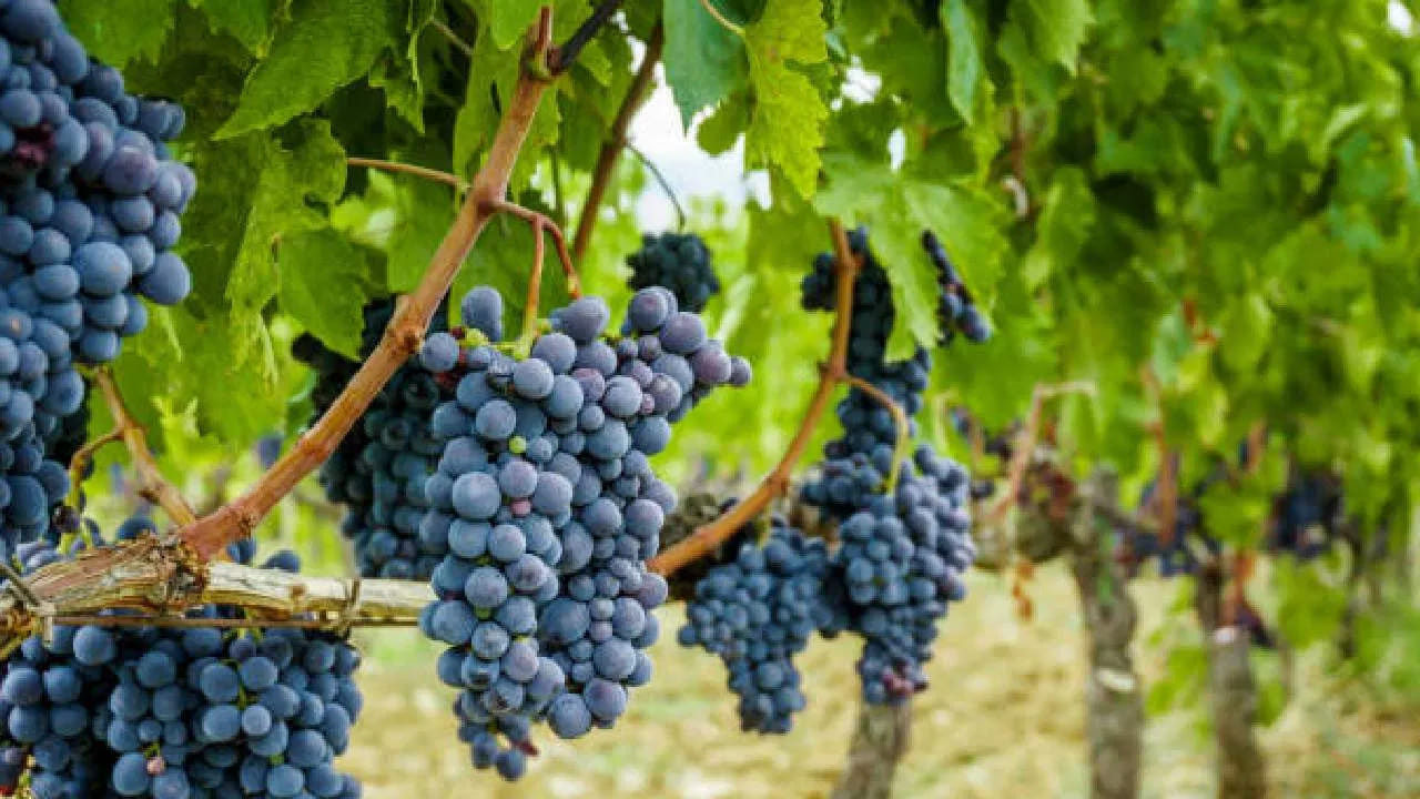 ఇది బరువు తగ్గడంలో సహాయపడుతుంది. ద్రాక్షపండు తినడం వల్ల కలిగే ప్రయోజనాల ఇప్పుడు తెలుసుకుందాం. ఎండు ద్రాక్ష అయినా, తాజా ద్రాక్ష అయినా.. దాని రుచిని ఇష్టపడని వారు ఉండరు. ద్రాక్ష రుచికే కాదు ఆరోగ్యానికి కూడా ఎంతో మేలు చేస్తుందని అనేక అధ్యయనాల్లో వెల్లడైంది. ద్రాక్ష ఆకుపచ్చ, నలుపు రంగులో ఉంటుంది.