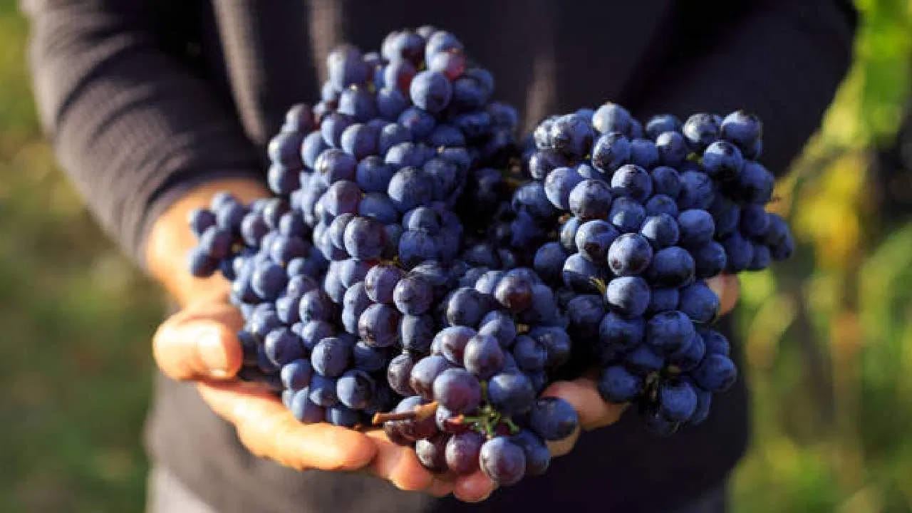 ద్రాక్షలో ఉండే యాంటీ ఇన్‌ఫ్లమేటరీ పదార్థాలు గుండెల్లో మంటను తగ్గించడంలో సహాయపడతాయి. అలాగే ఆర్థరైటిస్, ఆస్తమా, కొన్ని రకాల క్యాన్సర్ వంటి అనేక దీర్ఘకాలిక వ్యాధులను నిర్మూలిస్తుంది. అలాగే మధుమేహం, క్యాన్సర్, గుండె జబ్బులతో సహా అనేక వ్యాధుల బారినపడకుండా చేస్తుంది.