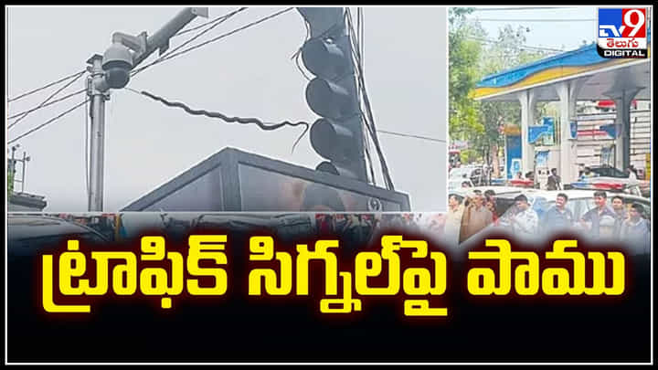 Viral: ట్రాఫిక్ సిగ్నల్పై పాము.. కేబుల్ వైర్లమీదుగా పాకుతూ.. వీడియో అదుర్స్. Viral: ట్రాఫిక్ సిగ్నల్పై పాము.. కేబుల్ వైర్లమీదుగా పాకుతూ.. వీడియో అదుర్స్.