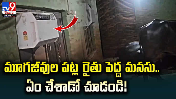 మూగజీవుల పట్ల రైతు పెద్ద మనసు.. ఏం చేశాడో చూడండి !! మూగజీవుల పట్ల రైతు పెద్ద మనసు.. ఏం చేశాడో చూడండి !!