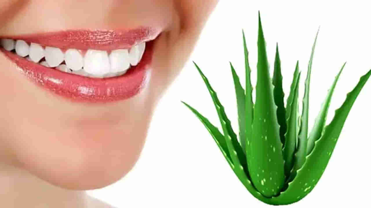 Teeth Health: ఎన్ని రకాల పేస్ట్‌లు వాడినా ప్రయోజనం లేదా.? అలోవెరాతో ఇలా చేయండి..