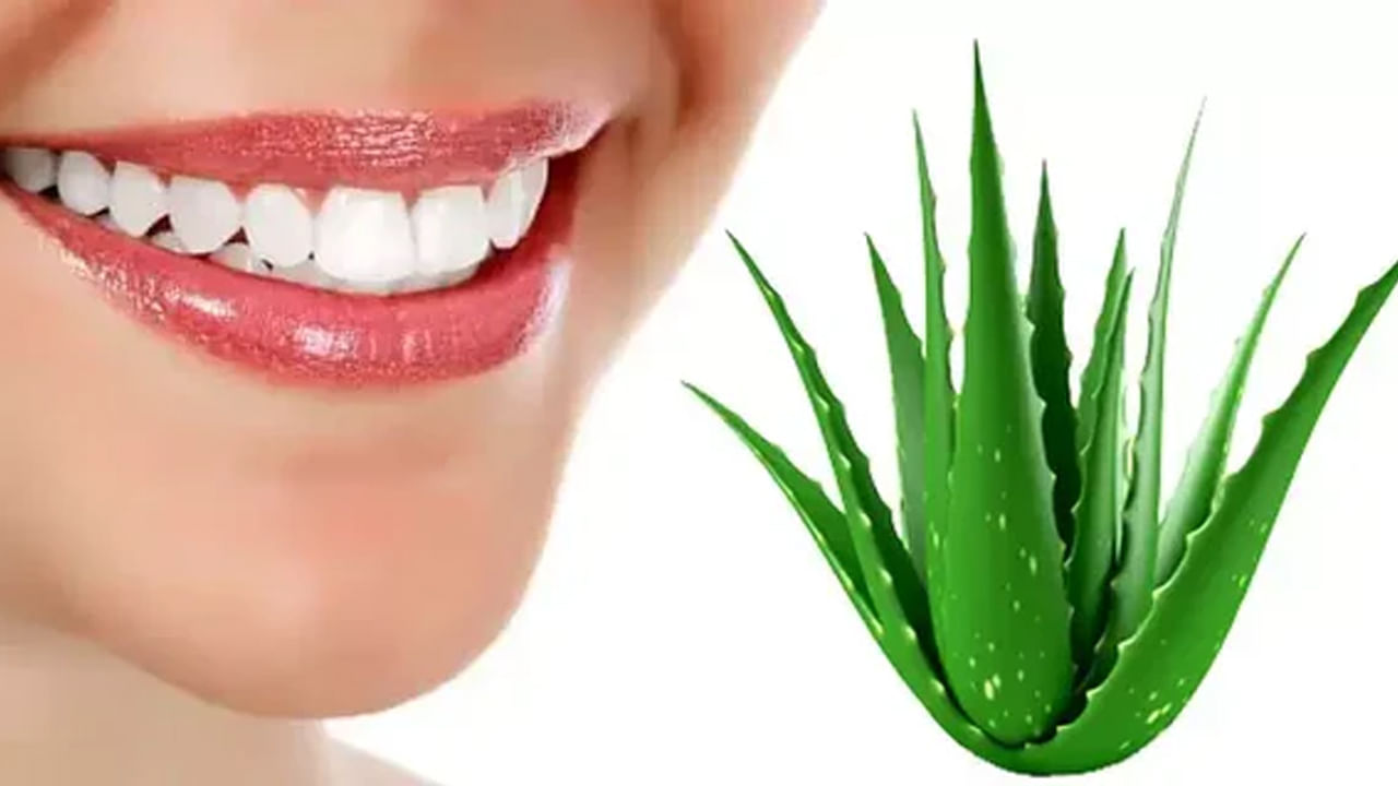 Teeth Health: ఎన్ని రకాల పేస్ట్‌లు వాడినా ప్రయోజనం లేదా.? అలోవెరాతో ఇలా చేయండి..