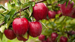 Skin Care Tips: ఫేస్ స్క్రబ్ వారానికి ఎన్ని సార్లు వేసుకుంటున్నారు? ఇలా చేస్తే అసలుకే ఎసరు..