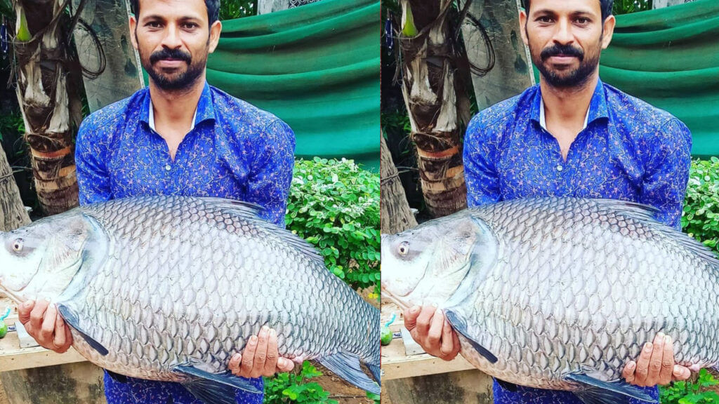 Bahubali Fish