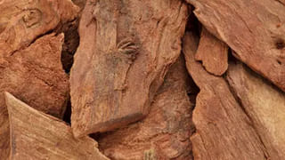 Kombucha Tea: కొంబుచా టీ తాగితే శరీరంలో జరిగేది ఇదే!